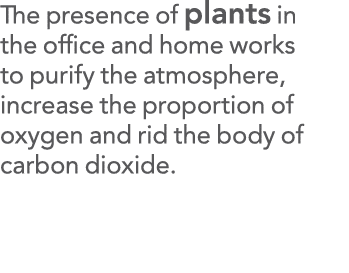 The presence of plants in the office and home works to purify the atmosphere, increase the proportion of oxygen and r   